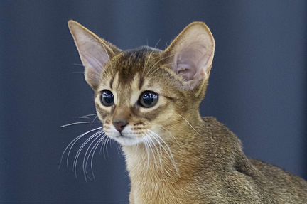 Абиссинские котята - домашние маленькие пумы