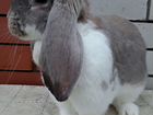 Кролики породы французский баран цена за месяц объявление продам