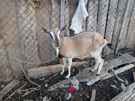 Зааненская дойная коза, козел Гоша чех 2года - фотография № 1