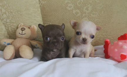 Щенки чихуахуа mini