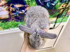 Декоративные вислоухие крольчата объявление продам