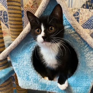 Котенок мальчик