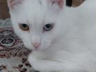 Белый котенок бесплатно объявление продам