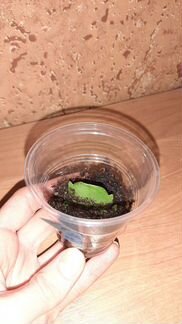 Декабрист (шлюмбергера сортовая) Dark Eva