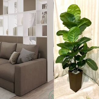 Фикус Лирата искус - растение для дома