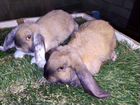 Крольчата и кролики объявление продам