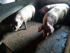 Свиноматки поросные объявление продам