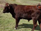 Корова телята и бычок объявление продам