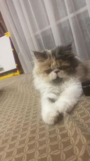 Персидская кошка в добрые руки