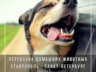 Перевозка домашних животных по России zootravels объявление продам
