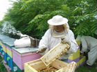 Пчелопакеты бакфаст объявление продам