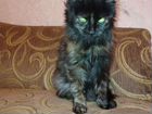 Кошка с лицом домового Кузи объявление продам