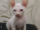 Сфинкс котенок
