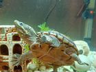 Черепаха мускусная с аквариумом