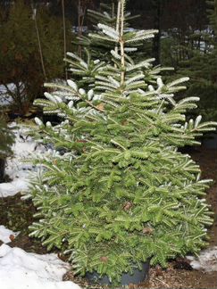 Пихта из Австрии