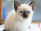 Приму, возьму Тайского котенка 1.5-2 месяца