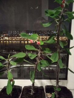 Молочай Миля