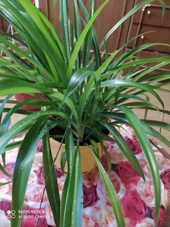 Комнатные растения цветы