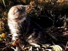 Экзотический персидский котенок объявление продам