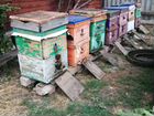 Продам пчелосемьи с ульями объявление продам