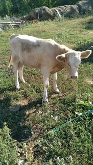 Корова, телёнок сено - фотография № 3