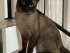 Тайский кот вязка(родился 01.07.2020 в Чкаловске)