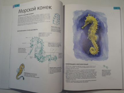 Тим Понд - Искусство рисования диких животных