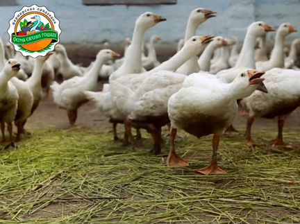 Индейка. Филе сыровяленное