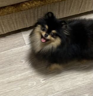 Черноподпалая девочка померанский шпиц