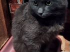 Котик найден в феврале на Перспективном объявление продам