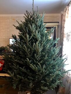 Пихта Фразера / Живая ёлка