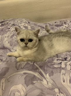 Британская шиншилла