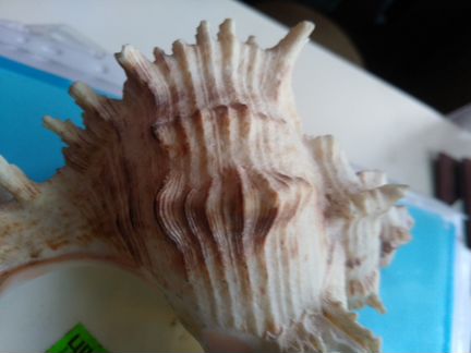 Морская раковина