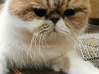 Вязка, кот персидский экзот объявление продам