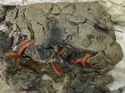 Нереис в наличии живой морской червь 30шт грунт