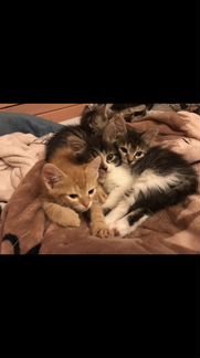 Полубобтейлы-котята