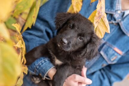 Щенулька Блэки в дар