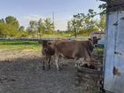 Джерсейские коровы нетели тёлочки объявление продам