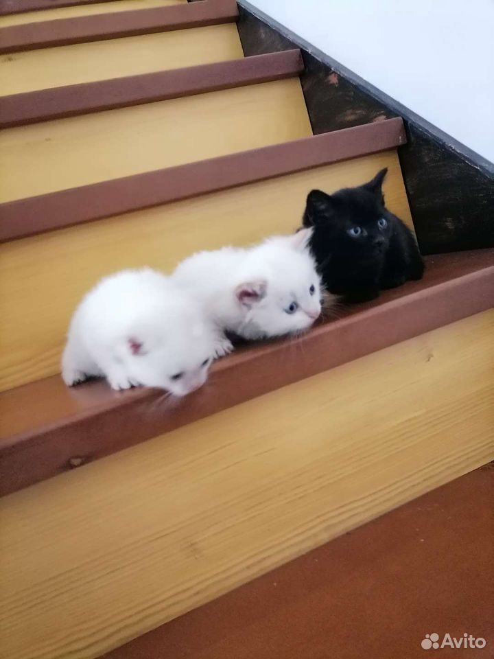 2 кошки и кот