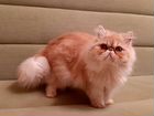Ищем персидского кота для вязки